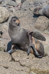 Northern Fur Seal (Callorhinus ursinus) at hauling-out in St. George Island, Pribilof Islands, Alaska, USA