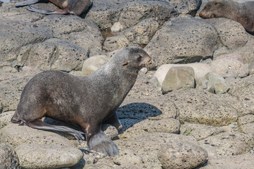 Northern Fur Seal (Callorhinus ursinus) at hauling-out in St. George Island, Pribilof Islands, Alaska, USA