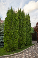 Tall thujas in front of the entrance to the house