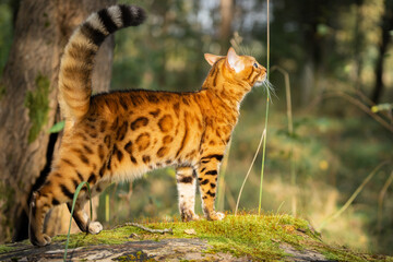 Bengal domestic cat walks on a log.