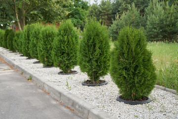 Young thuja in pots dug into the ground in a row