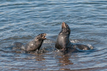 Obraz premium Northern Fur Seal (Callorhinus ursinus) at hauling-out in St. George Island, Pribilof Islands, Alaska, USA