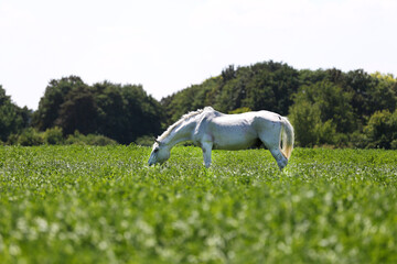 Obraz na płótnie Canvas White veteran lipizzan horse grazing on a green meadow
