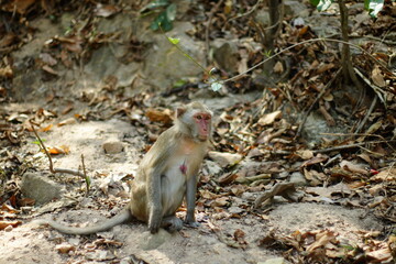 Monkey in the jungle