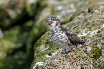 Least Auklet (Aethia pusilla) at St. George Island, Pribilof Islands, Alaska, USA