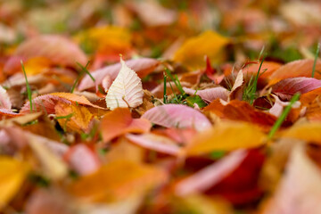 Herbst Laub Kirsche Färbung Herbstlaub Baum Wald Laubfärbung Jahreszeit Blätter Kirschbaum rot...