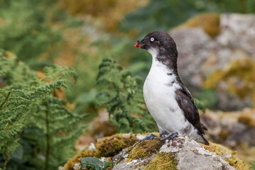 Least Auklet (Aethia pusilla) at St. George Island, Pribilof Islands, Alaska, USA