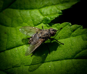 Common cluster fly sitting on a green leaf close-up