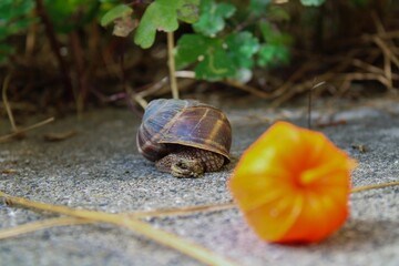 Snake sleeping next to orange plant