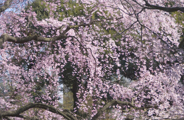 しだれ桜