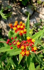 orange flowers in garden