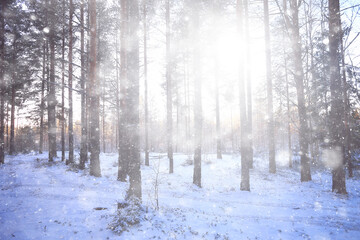 rays of the sun landscape winter forest, glow landscape in a beautiful snowy forest seasonal panorama of winter