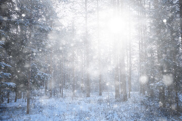 landscape snowfall in the forest, forest covered with snow, panoramic view trees in the snow weather