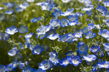青い花ネモフィラ