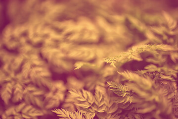 yellow grass leaves top view wild field Indian summer / landscape autumn view on nature