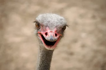 Gordijnen Close-up of an ostrich © Василий Ширнин