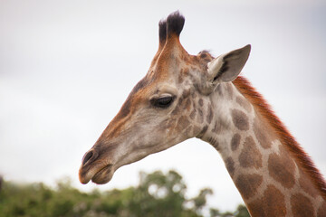 Giraffe against the sky