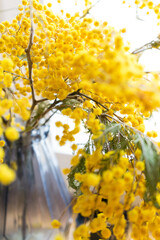 yellow flowers spring Mimosa