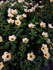 Damiana flowers in the flower garden. Yellow flowers with green leaves. 