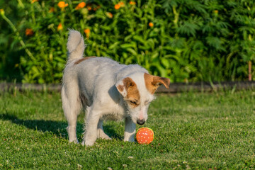 Jack russell terrier puppy playing outdoor