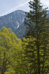 新緑の木立と北アルプス