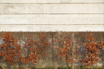 Withered plants in autumn against grey concrete background