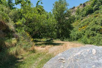 Mountainous area with abundant vegetation