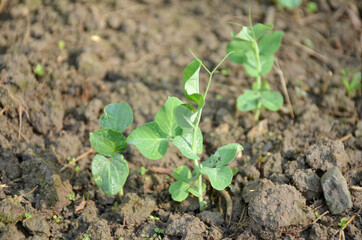 bunch the small ripe green peas plant seedlings in the garden.