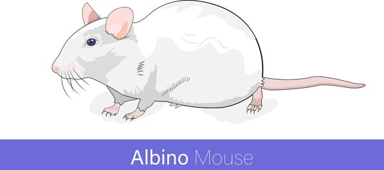 laboratory mouse on white background. Swiss albino mice isolated vector illustration in white color. model animal. laboratory animal. C57bl mice used for knock out experiments.