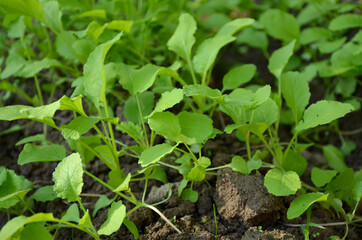 bunch the small ripe green spinach plant seedlings in the garden.
