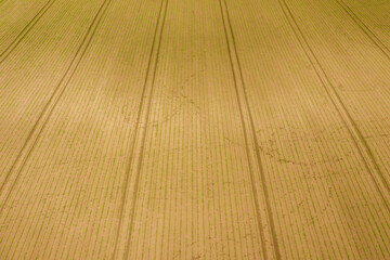 Lajoskomarom, Hungary - Aerial view of cultivated corn filed at countryside. Farm concept, agriculture texture.