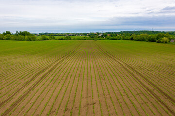 Lajoskomarom, Hungary - Aerial view of cultivated corn filed at countryside. Farm concept, agriculture texture.