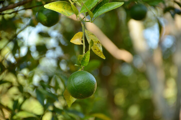 the green ripe orange with leaves and branch in the garden.