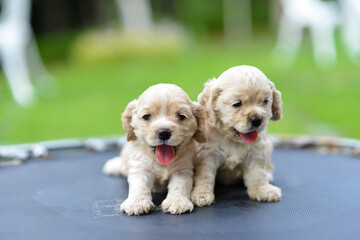 Cute puppies with tongue sticking out after playing in the garden.Golden cocker spaniel pups...