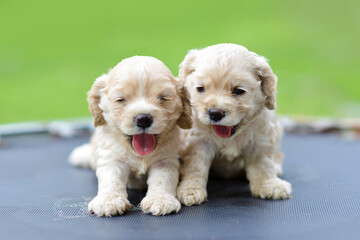 Cute puppies with tongue sticking out after playing in the garden.Golden cocker spaniel pups sitting on the trampoline.Funny young dogs outside.Purebreed pets.