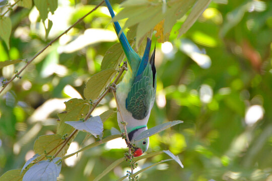 Blue winged parakeet