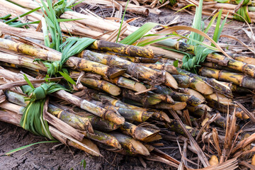 sugarcane pile in plantation land, sugar cane in harvest season, sugarcane fresh in plant field
