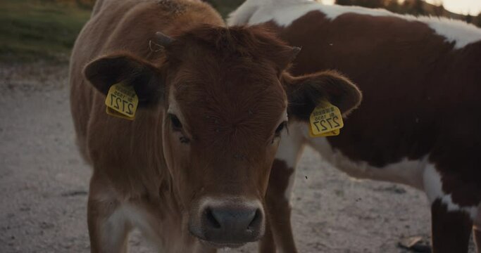 Portrait of cattle calf cows look at camera friends in Alps sunrise