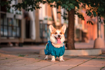 Cute Welsh Corgi dog sitting on the steps in the town. a dog in the city. Dog in urban landscape