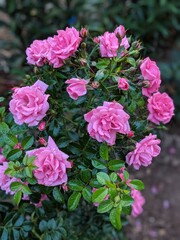 pink rose bush