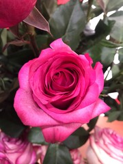 pink rose in garden