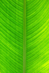 green leaf texture