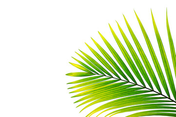 Obraz premium green palm leaves isolated on white background