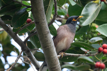 Common myna