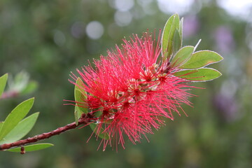 Callistemus Citrinus