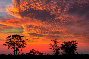 Sunset - Savuti - Botswana