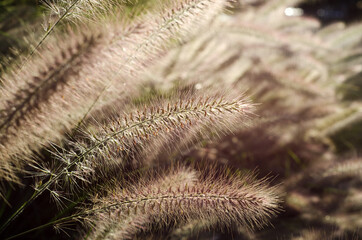 close up of cactus