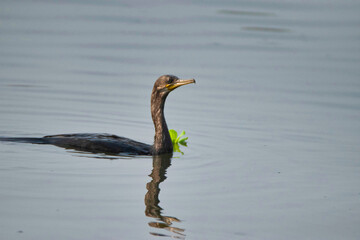 Large cormorant