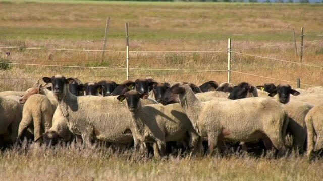 Racka sheep graze on a meadow in Hungary.