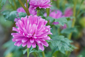 Head of purple aster in the garden